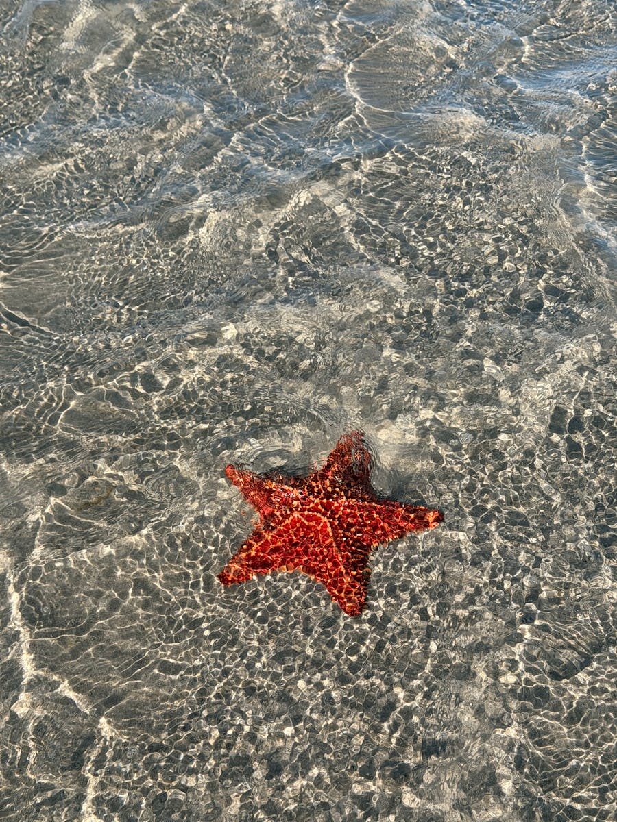 Arresting in Organized Crime Cases